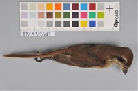 藏品(紅尾伯勞)的圖片